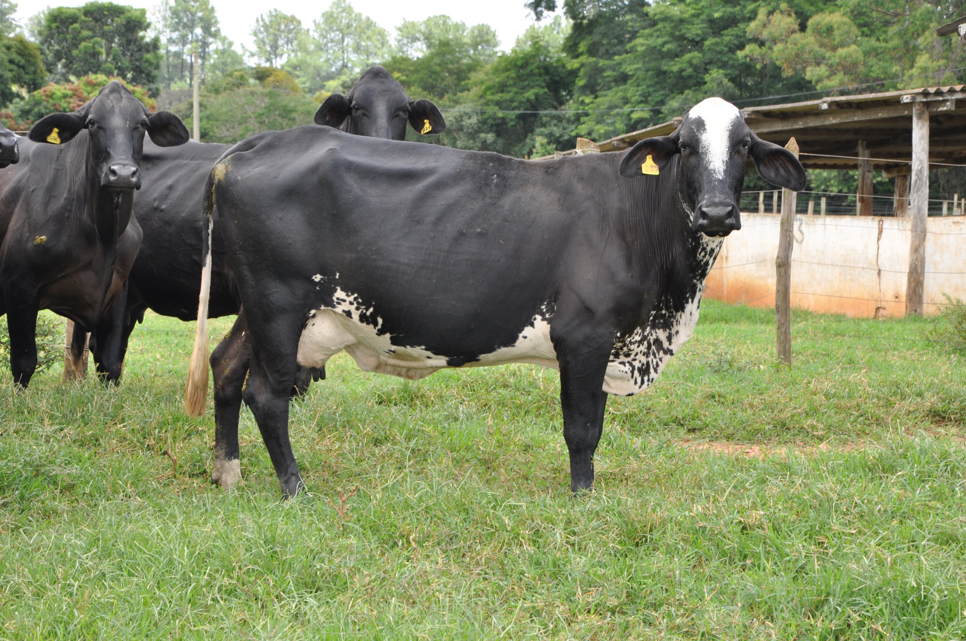 Um projeto para financiar a produção sustentável de leite em Mato Grosso